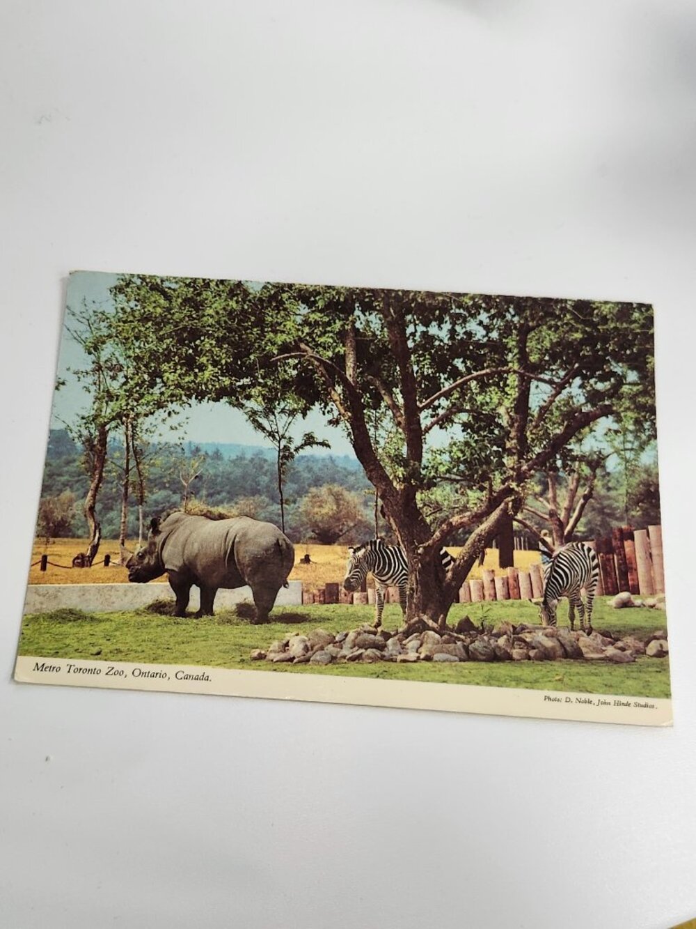 VINTAGE METRO TORONTO ZOO Postcard John Hinde Original White Rhinoceros Grant's